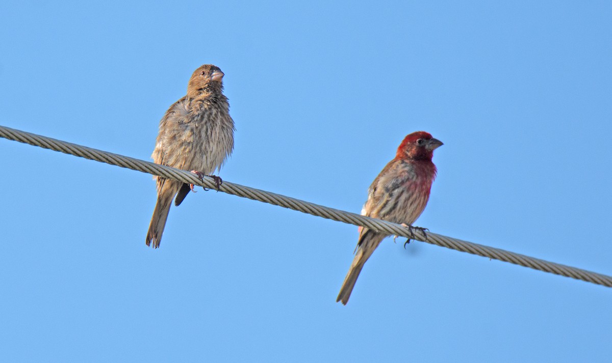 House Finch - ML638231448