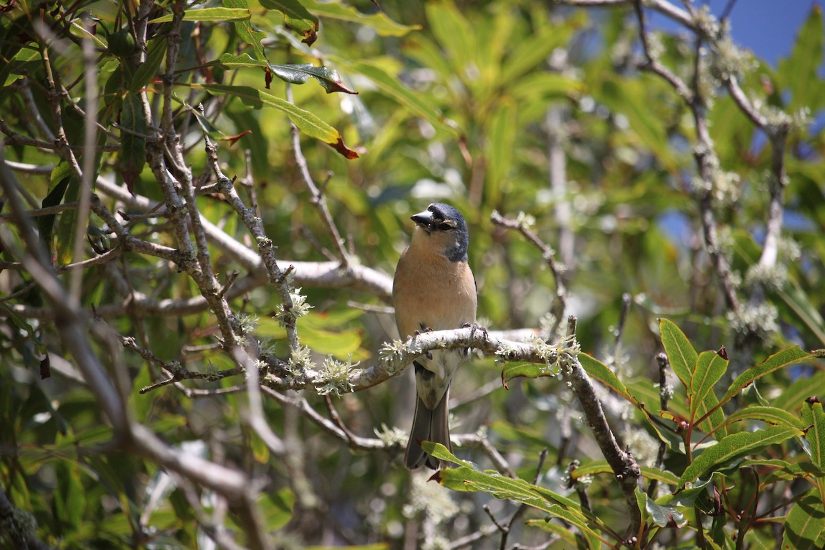 Azores Chaffinch - ML638231466