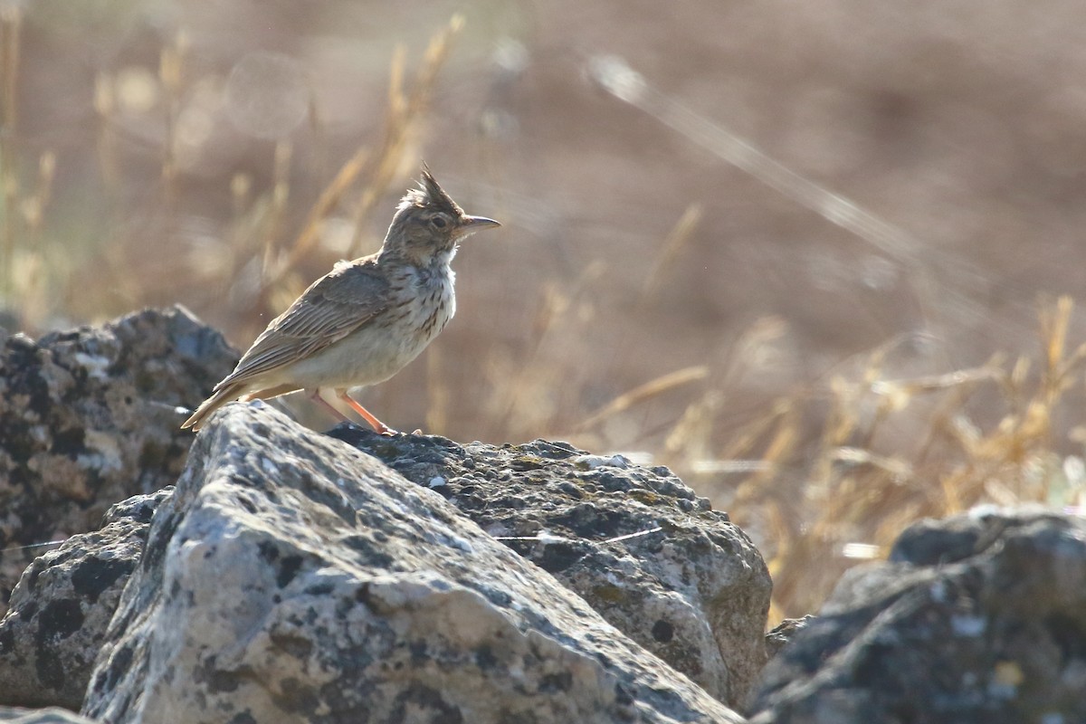 Crested Lark - ML638231467