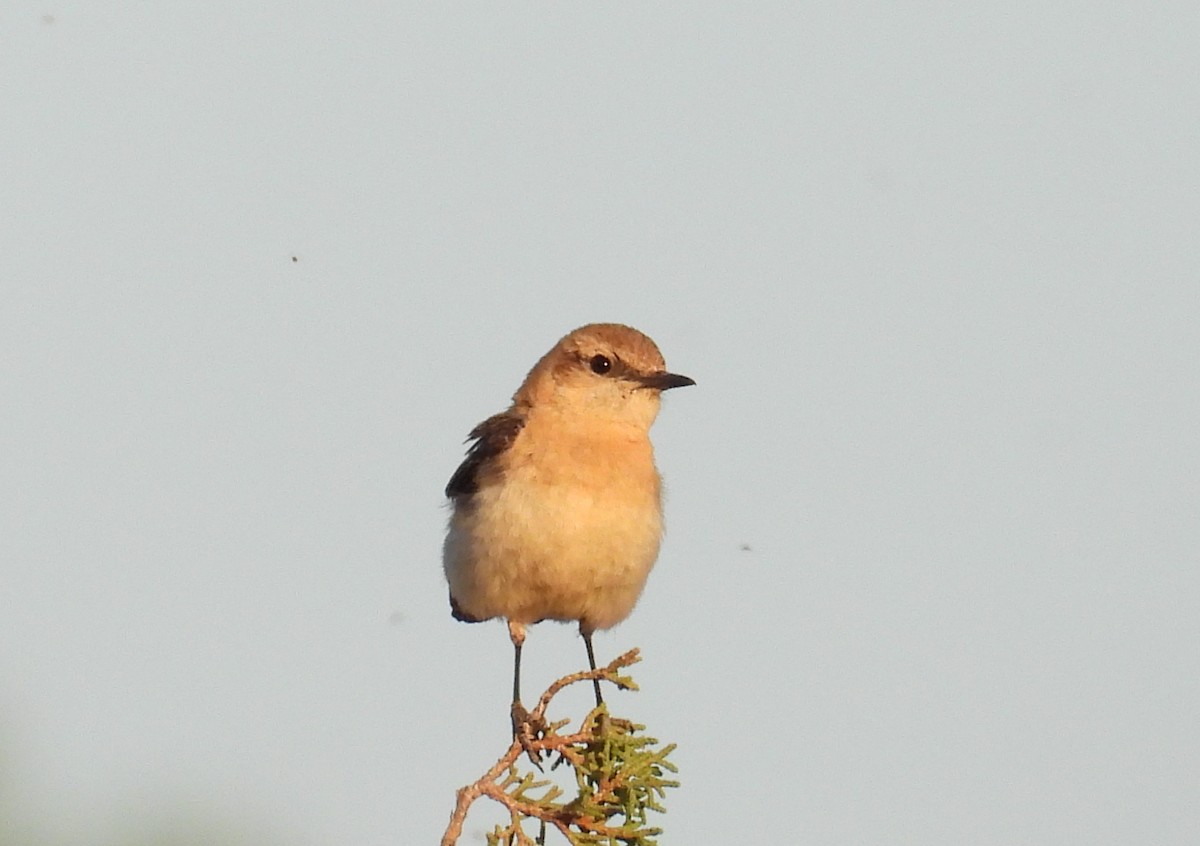 Western Black-eared Wheatear - ML638231475