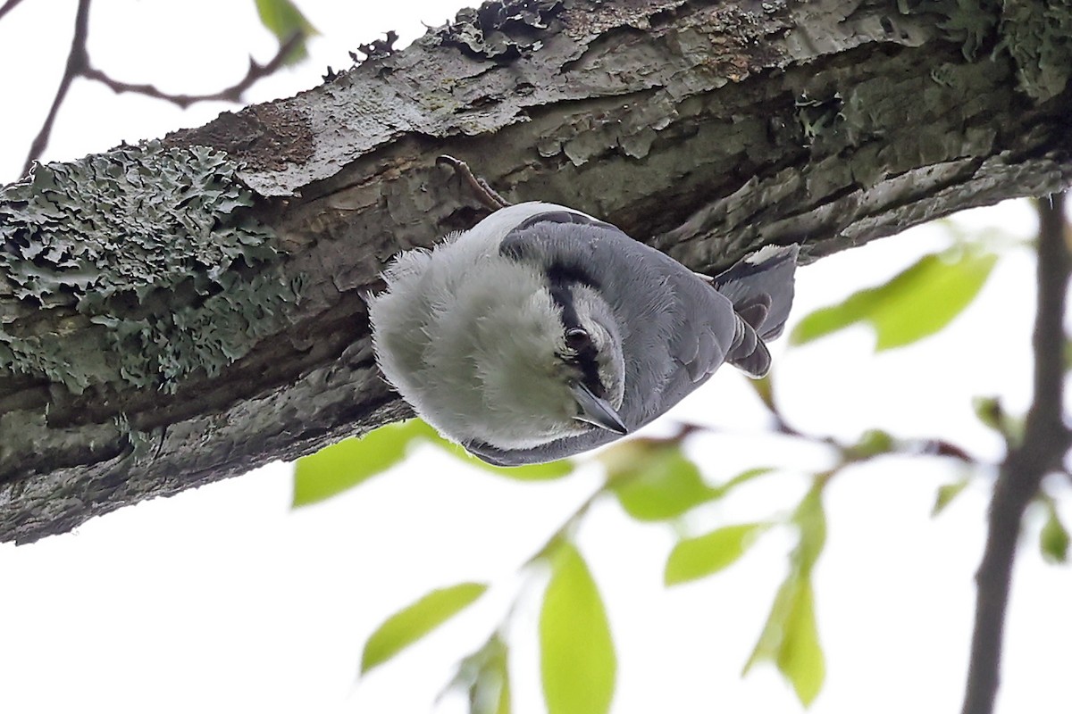 Eurasian Nuthatch (White-bellied) - ML638231478