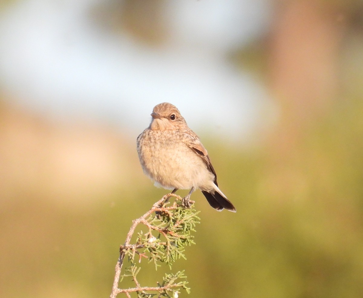 Western Black-eared Wheatear - ML638231483