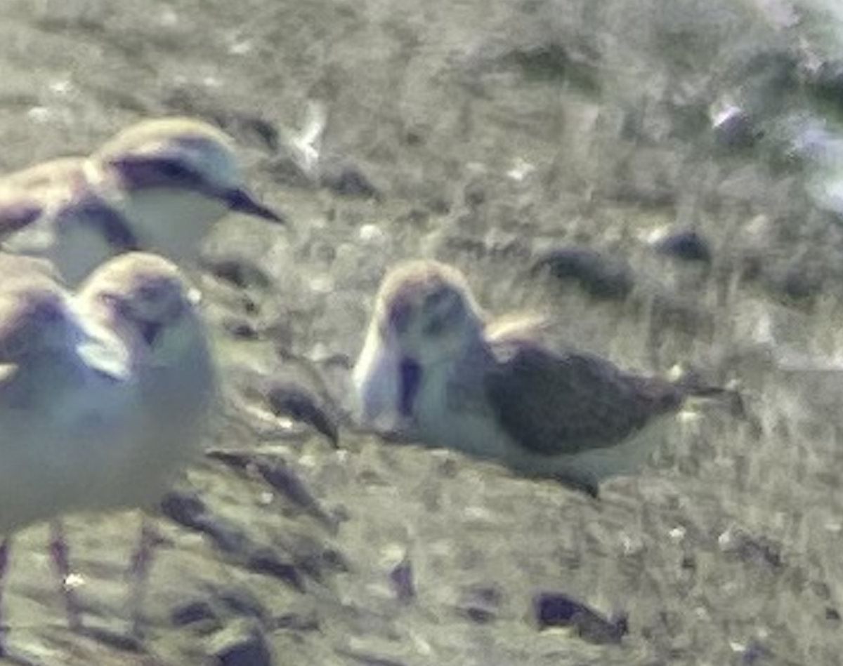 Spoon-billed Sandpiper - ML638231487