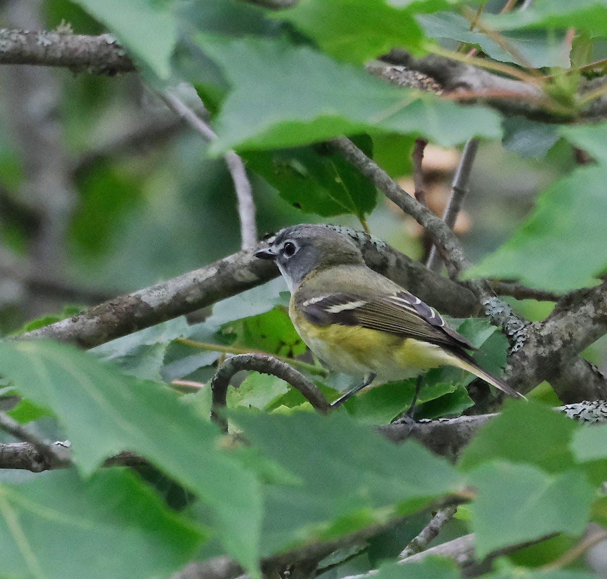 Graukopfvireo - ML638231490