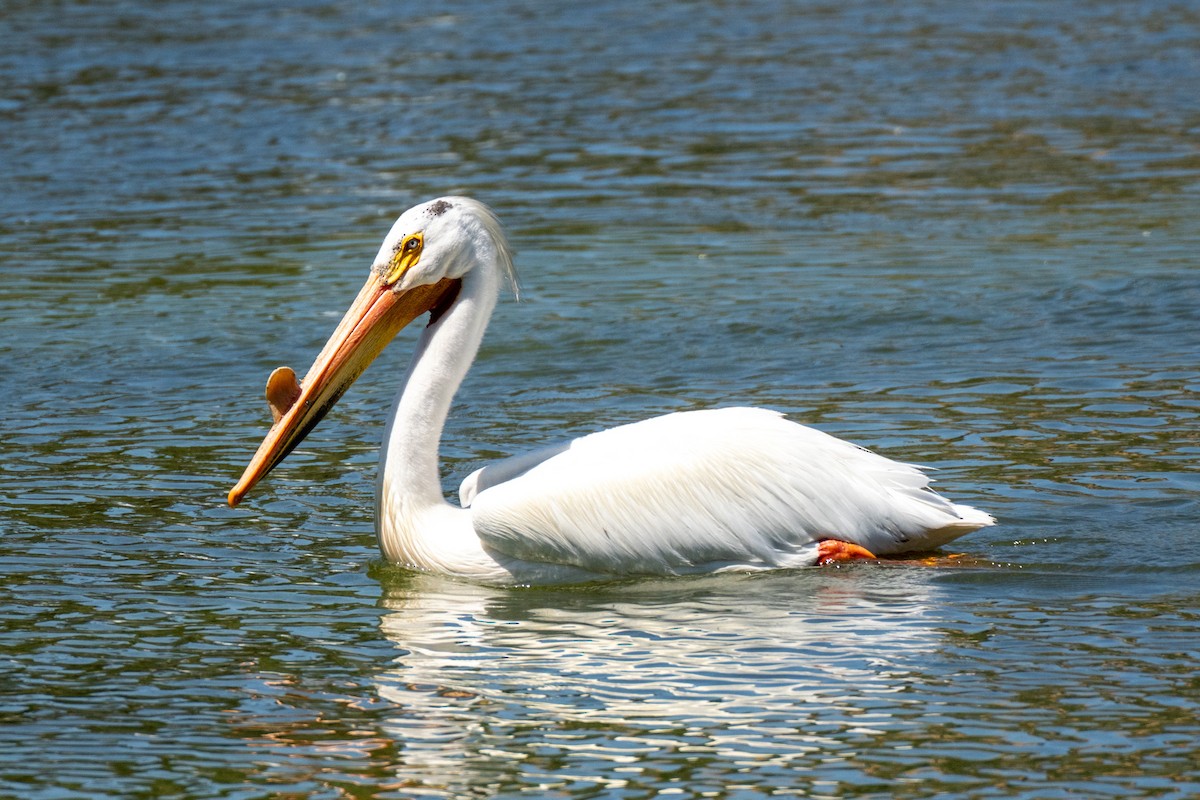 American White Pelican - ML638231499
