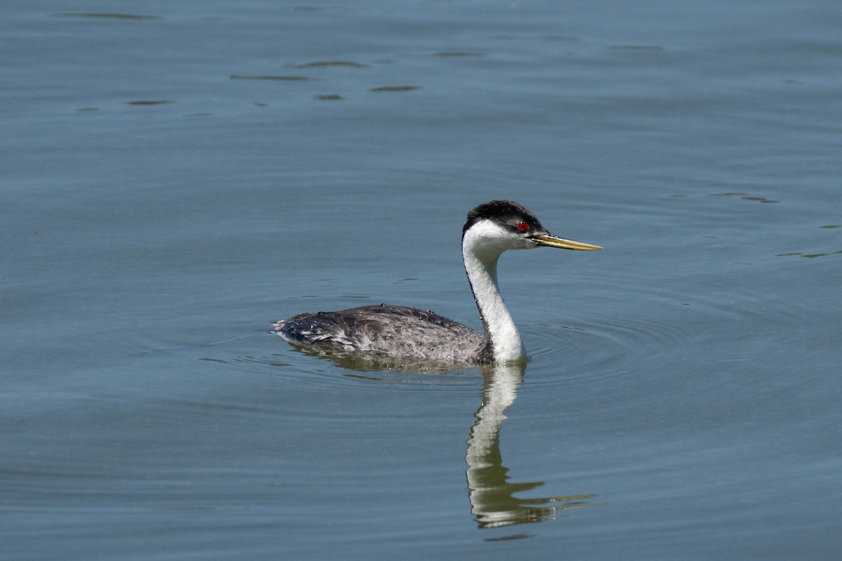 Western Grebe - ML638231510