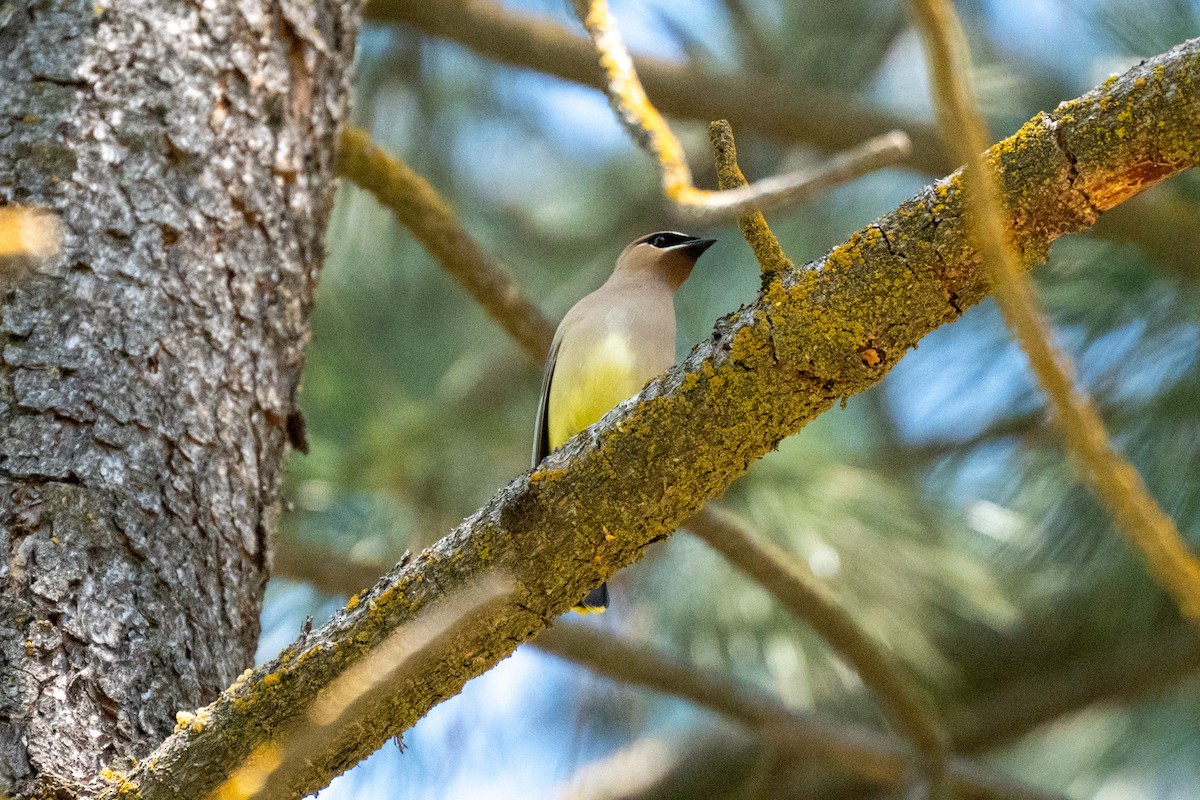 Cedar Waxwing - ML638231517