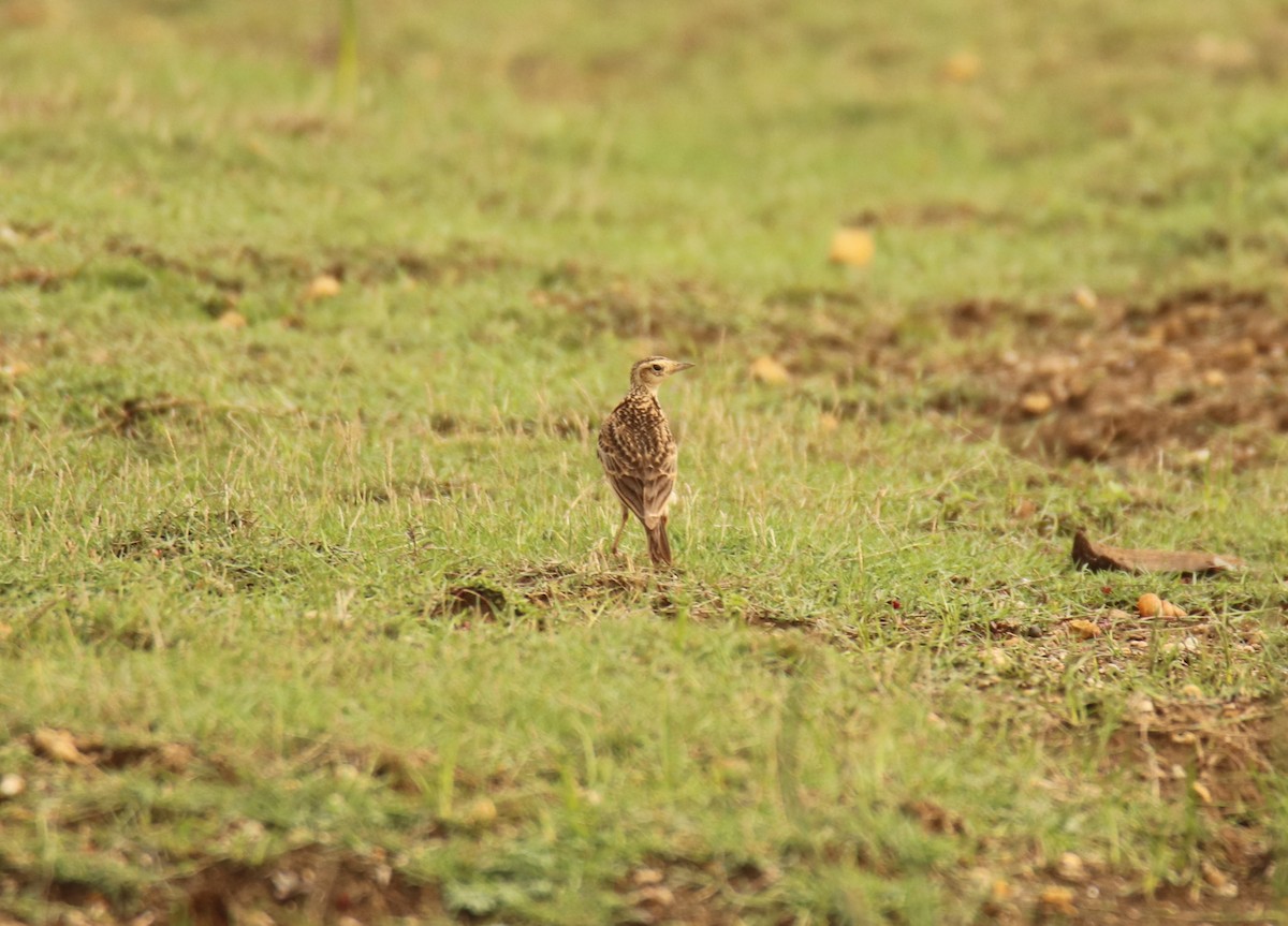 Oriental Skylark - ML638231525
