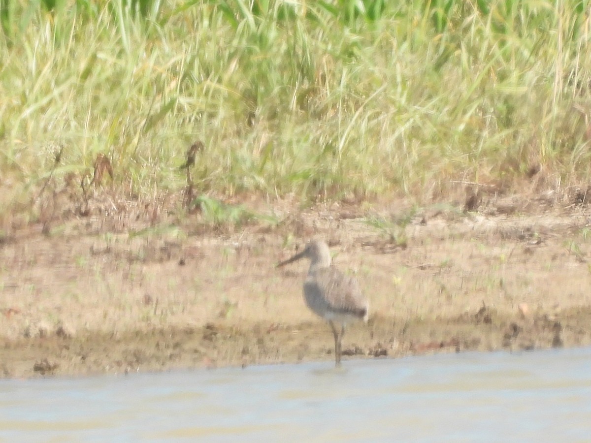 Willet - ML638231527