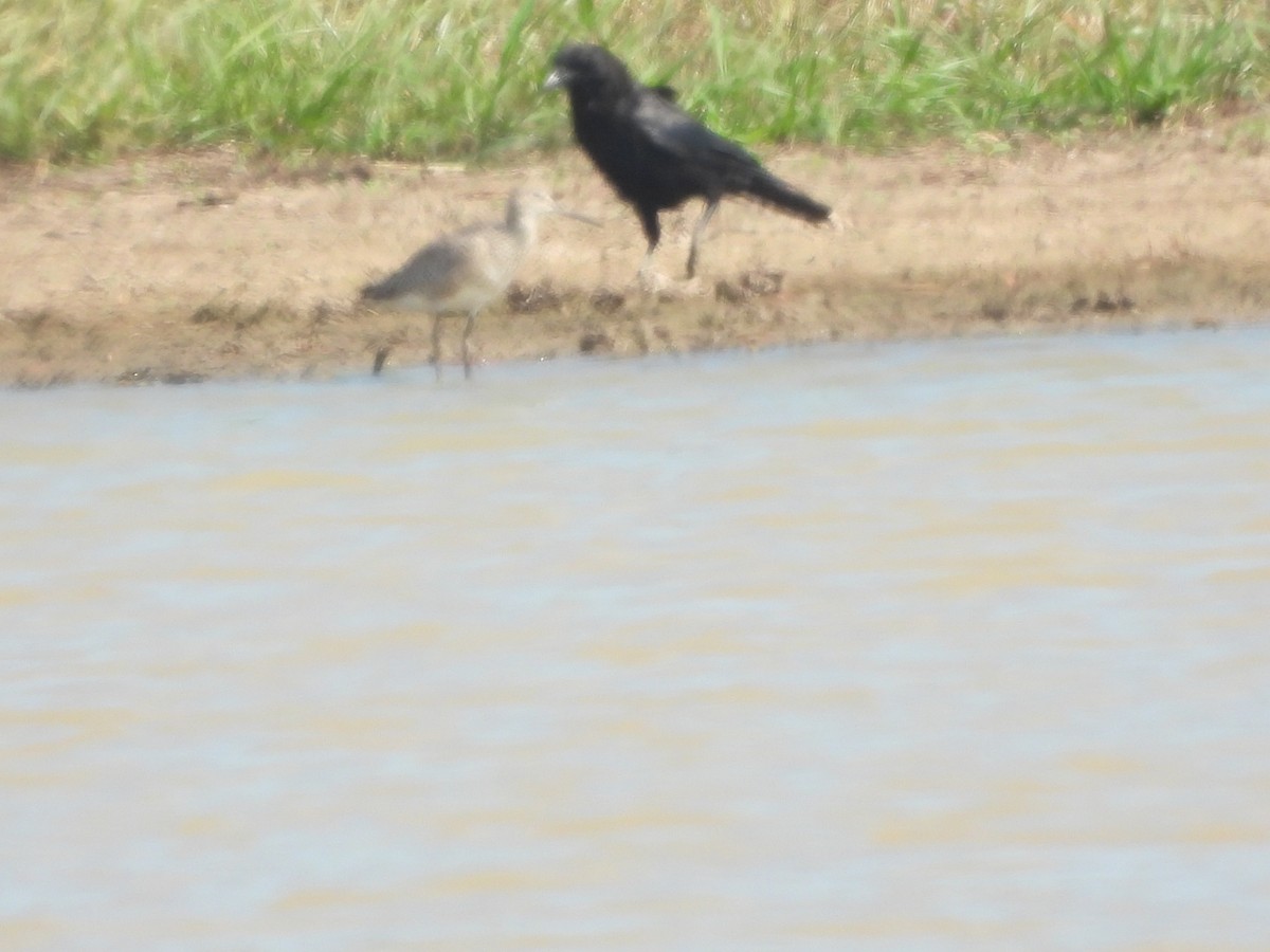 Willet - ML638231528