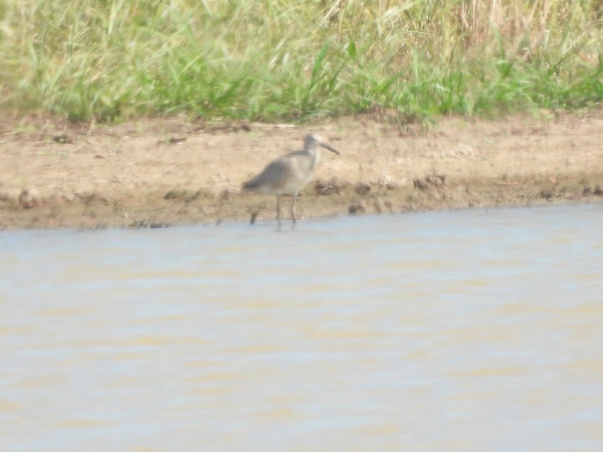 Willet - ML638231529