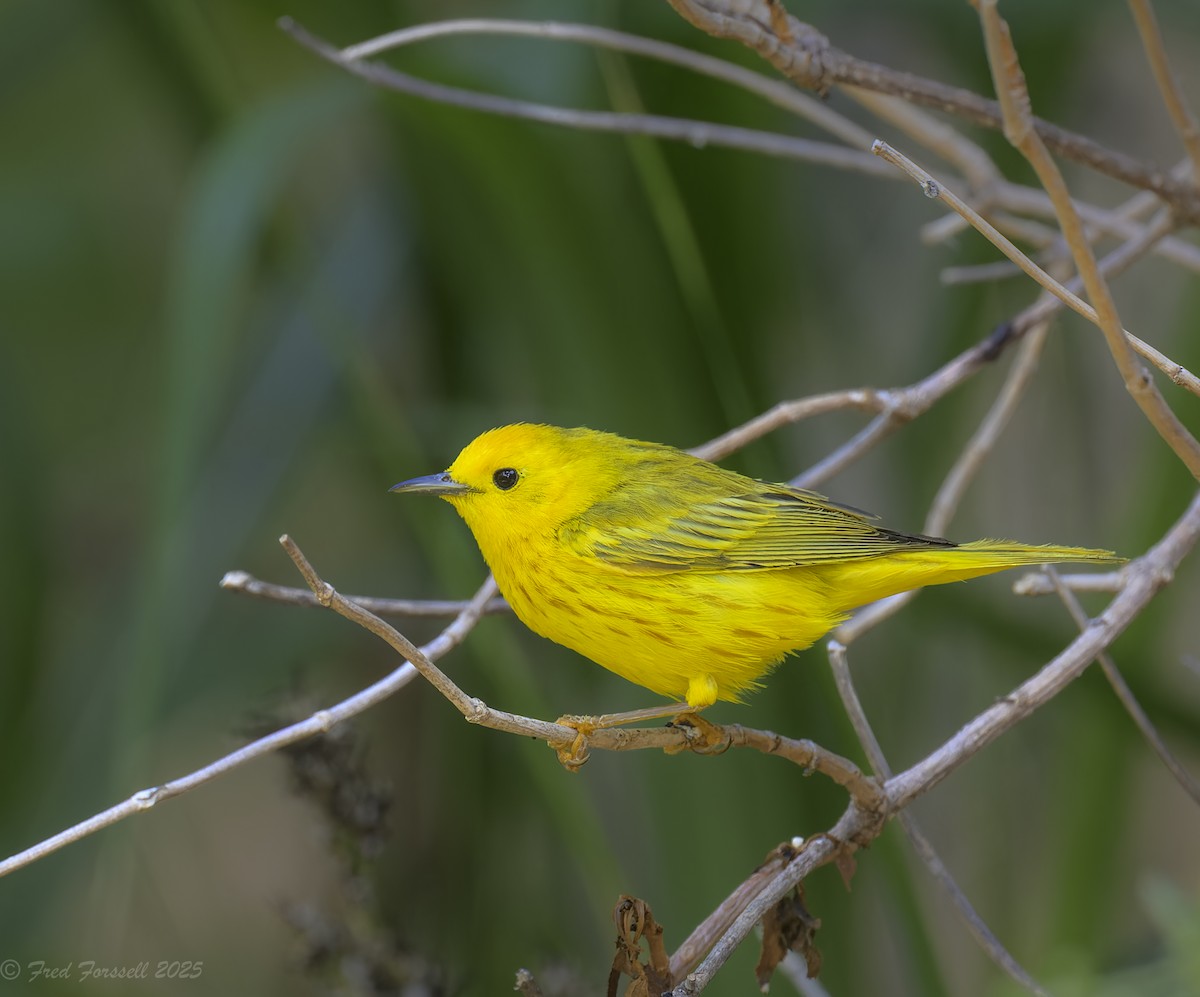 Yellow Warbler - ML638231549