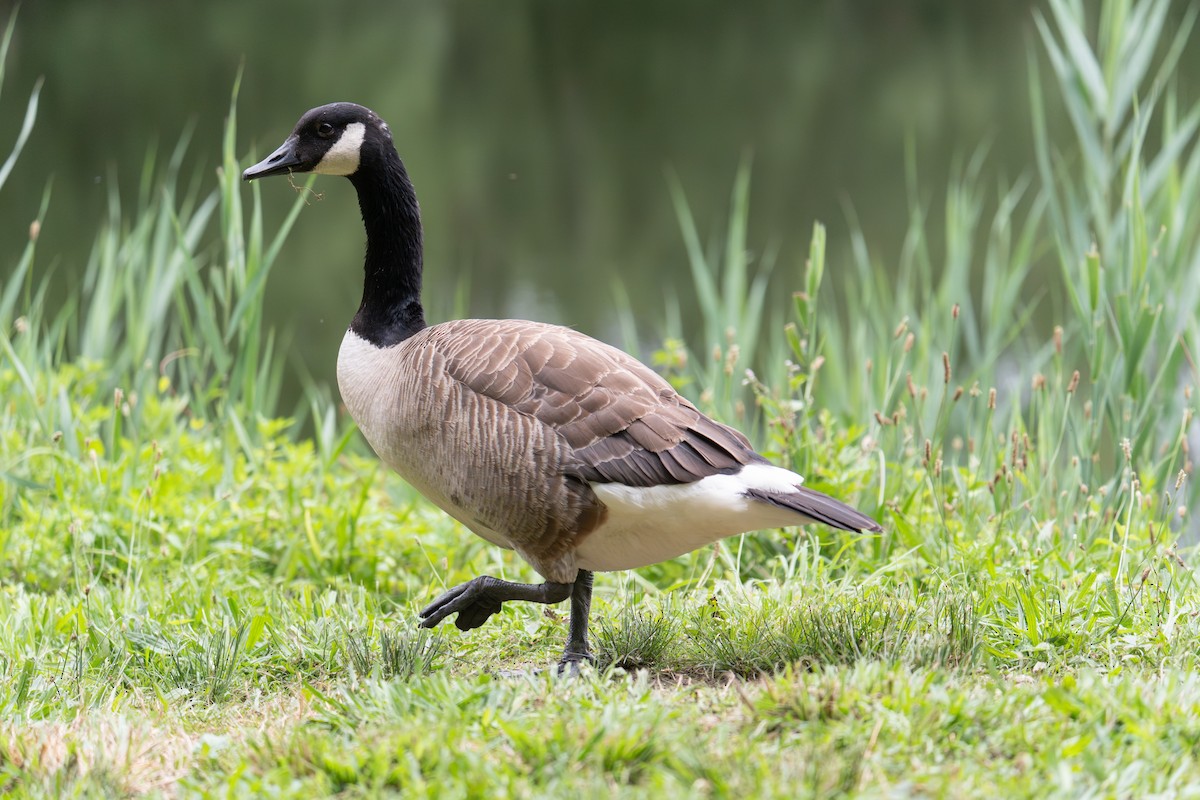 Canada Goose - ML638231558
