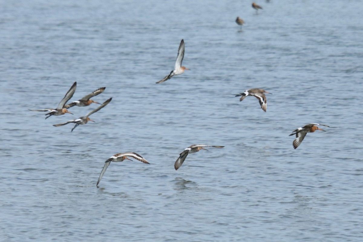 Black-tailed Godwit - ML638231559