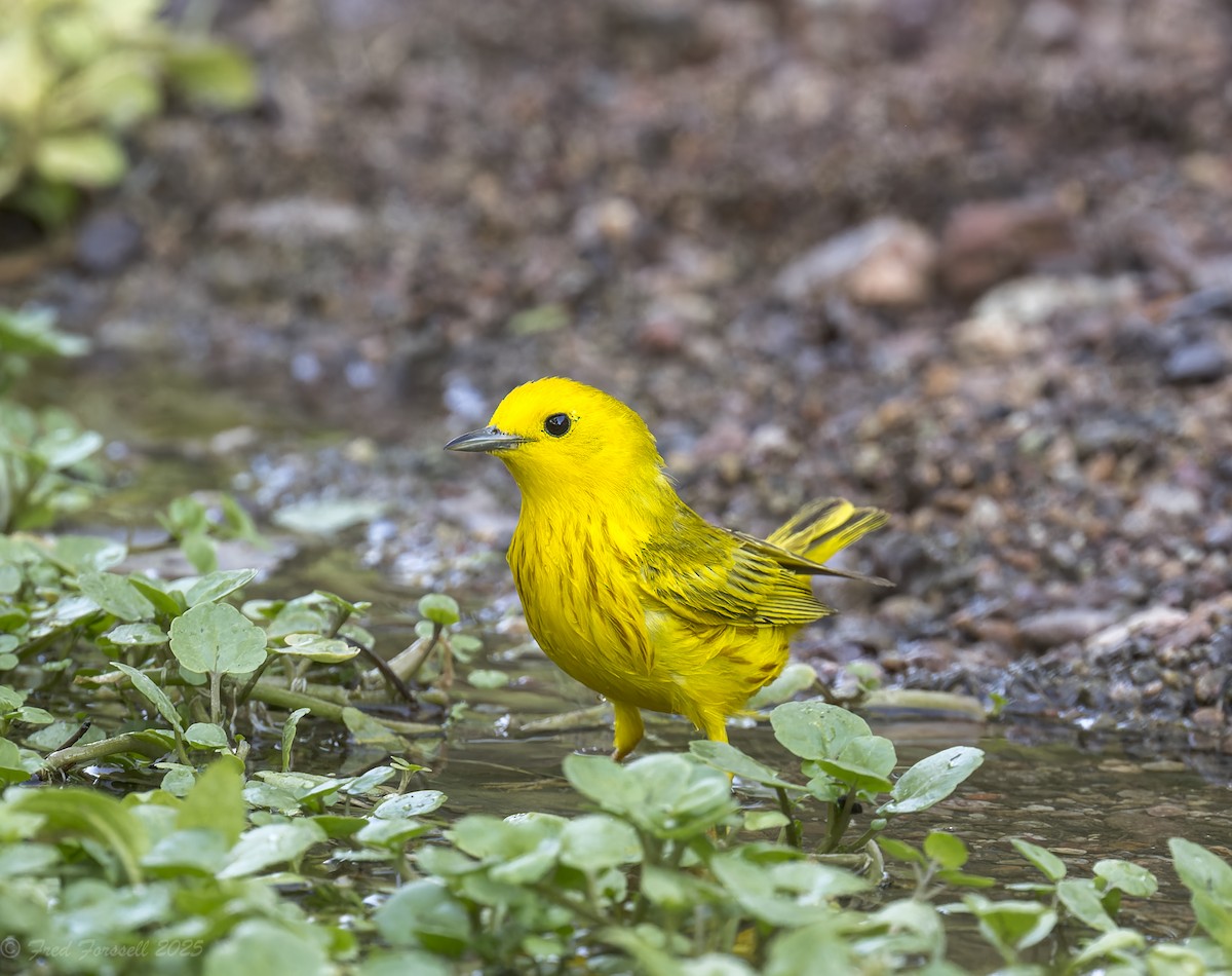 Yellow Warbler - ML638231562