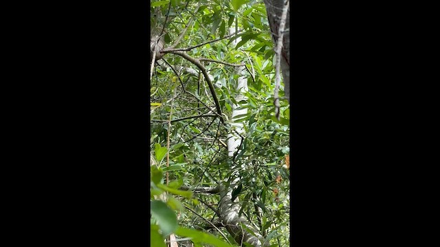 Magnolia Warbler - ML638231564