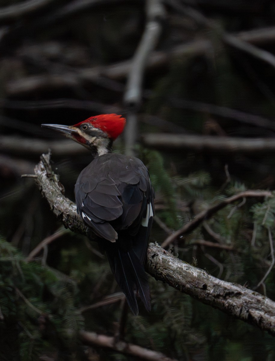 Pileated Woodpecker - ML638231565