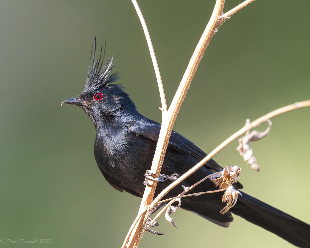 Phainopepla - ML638231570