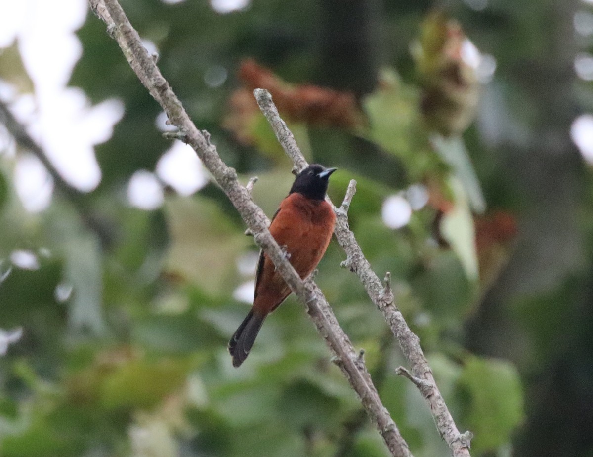 Orchard Oriole - ML638231572