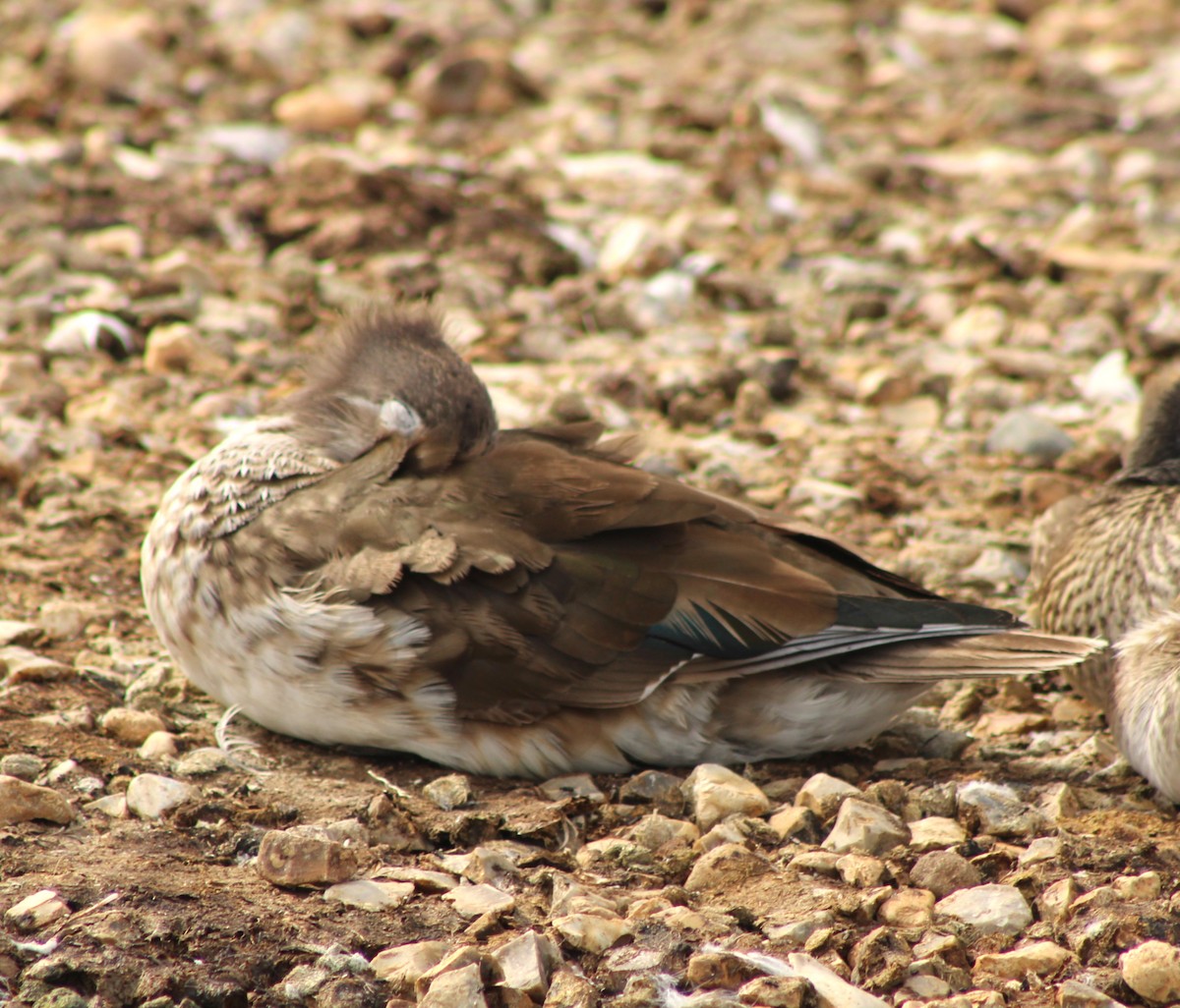 Mandarin Duck - ML638231594