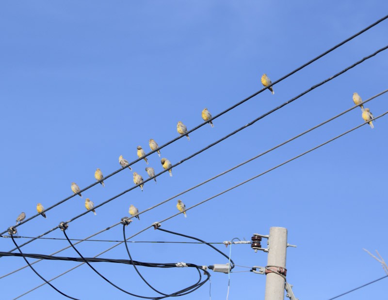 Citron-headed Yellow-Finch - ML638231600