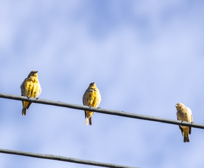 Citron-headed Yellow-Finch - ML638231601