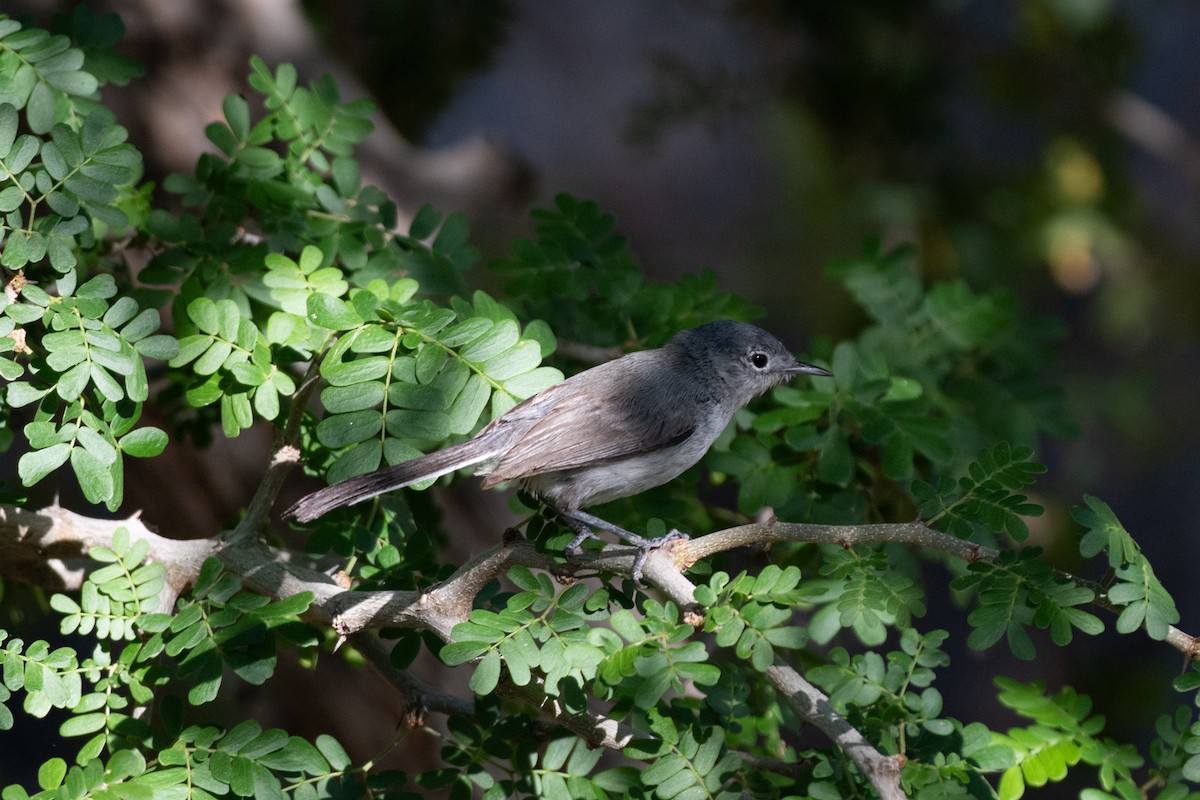 Black-tailed Gnatcatcher - ML638231605
