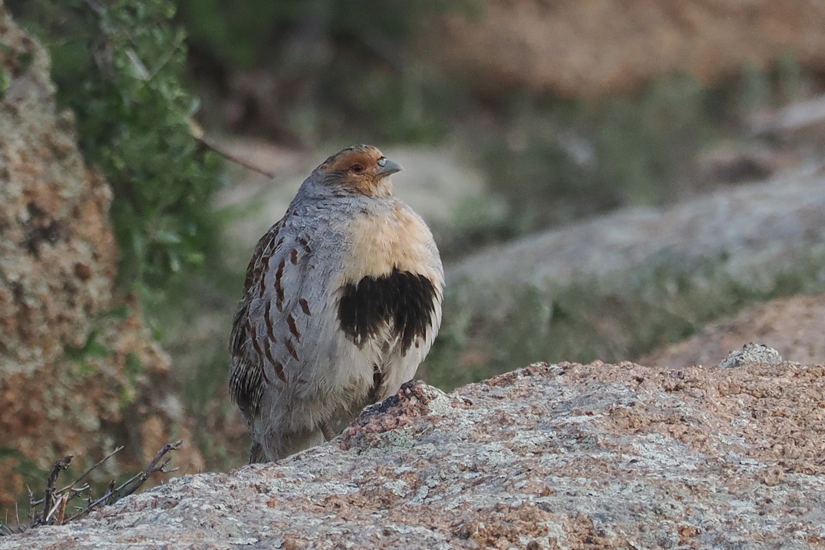 Daurian Partridge - ML638231613