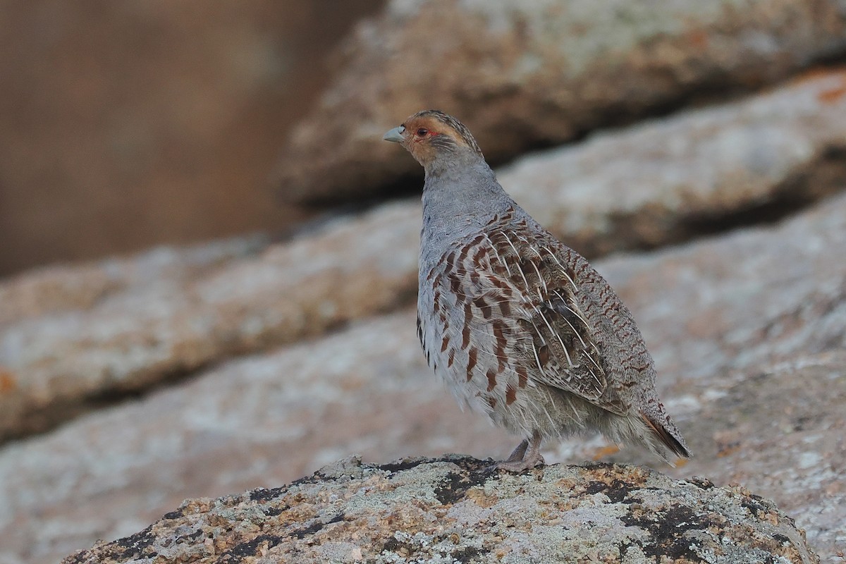 Daurian Partridge - ML638231614