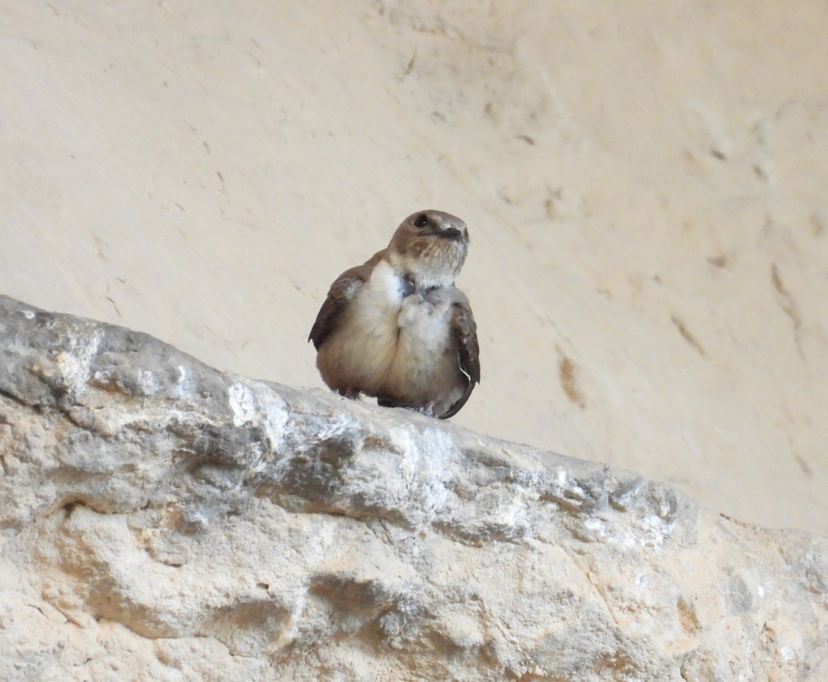Eurasian Crag-Martin - ML638231616