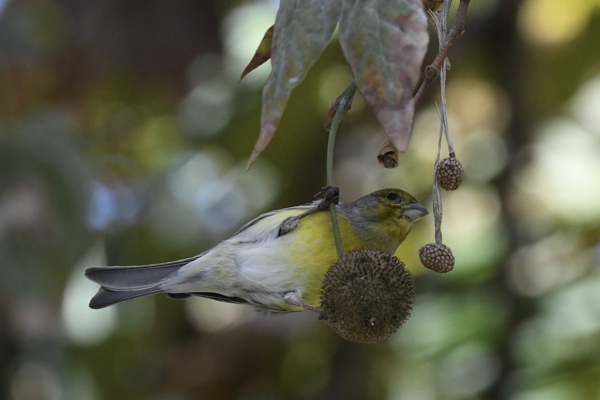 Island Canary - ML638231621