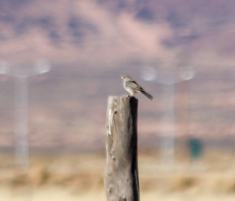 Band-tailed Sierra Finch - ML638231692