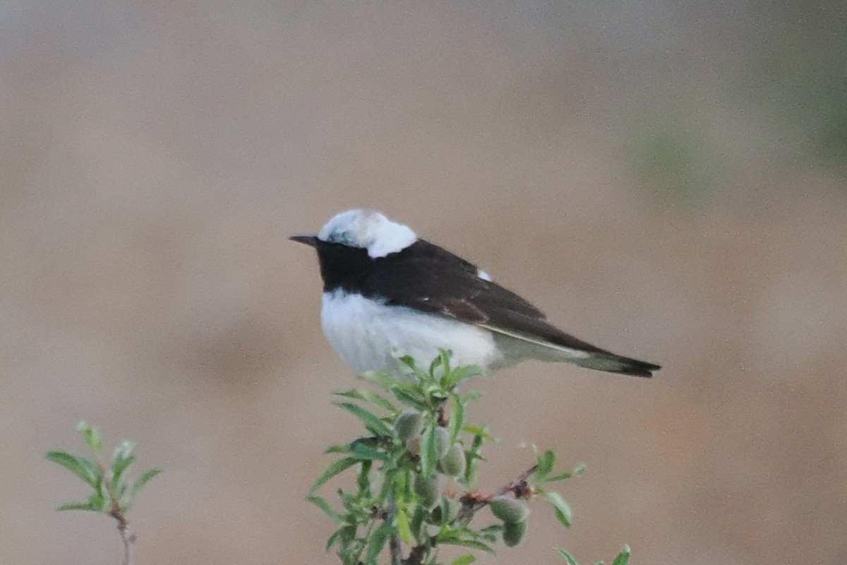 Pied Wheatear - ML638231694