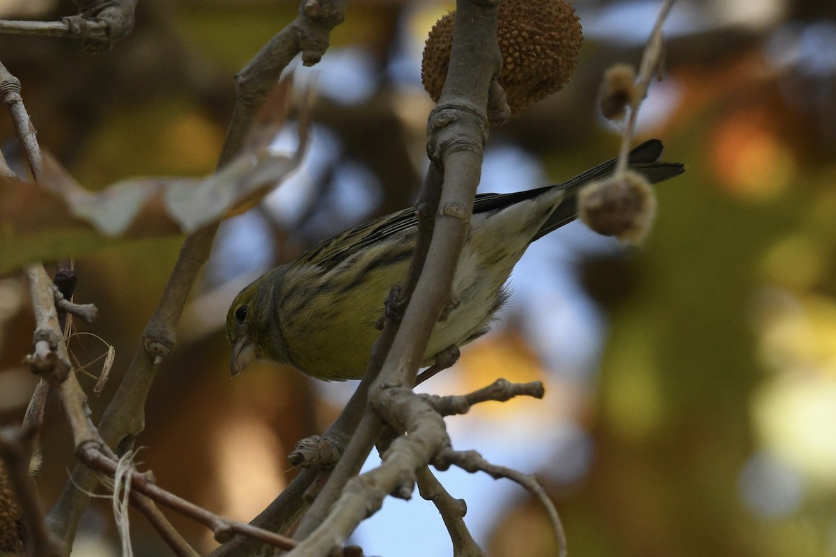 Island Canary - ML638231695