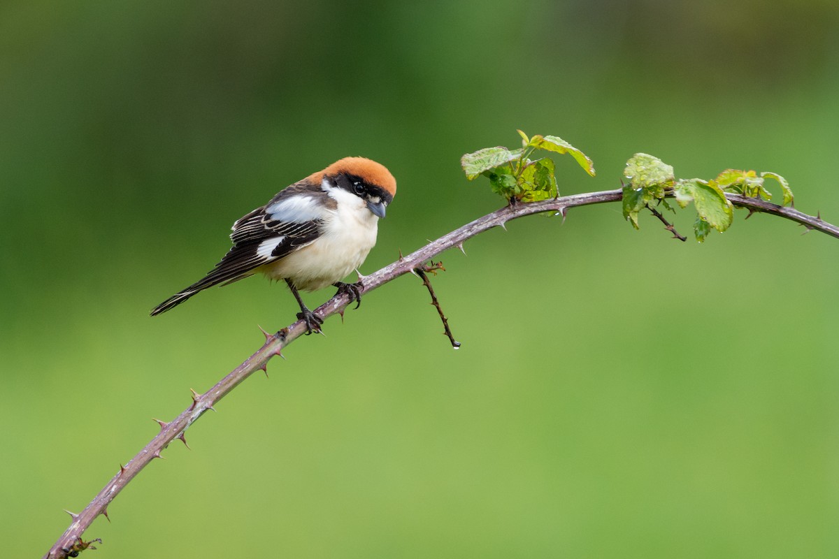 Woodchat Shrike - ML638231707