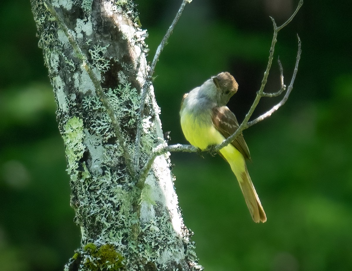 Great Crested Flycatcher - ML638231709
