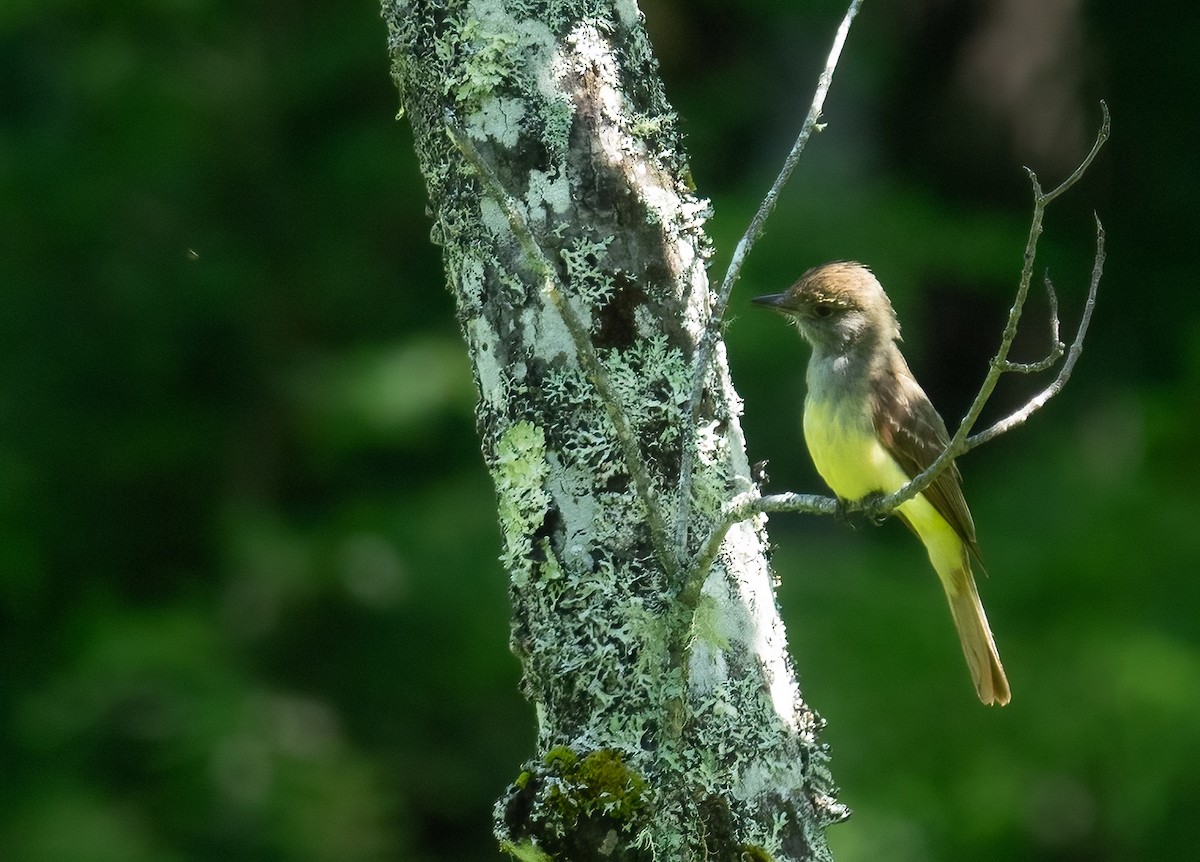 Great Crested Flycatcher - ML638231710