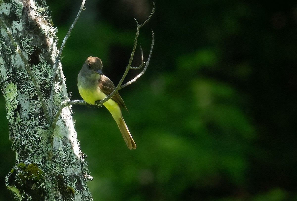 Great Crested Flycatcher - ML638231711