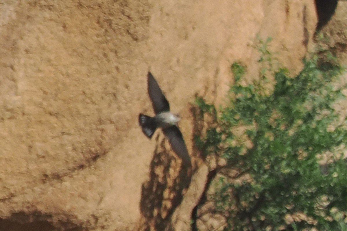 Eurasian Crag-Martin - ML638231713