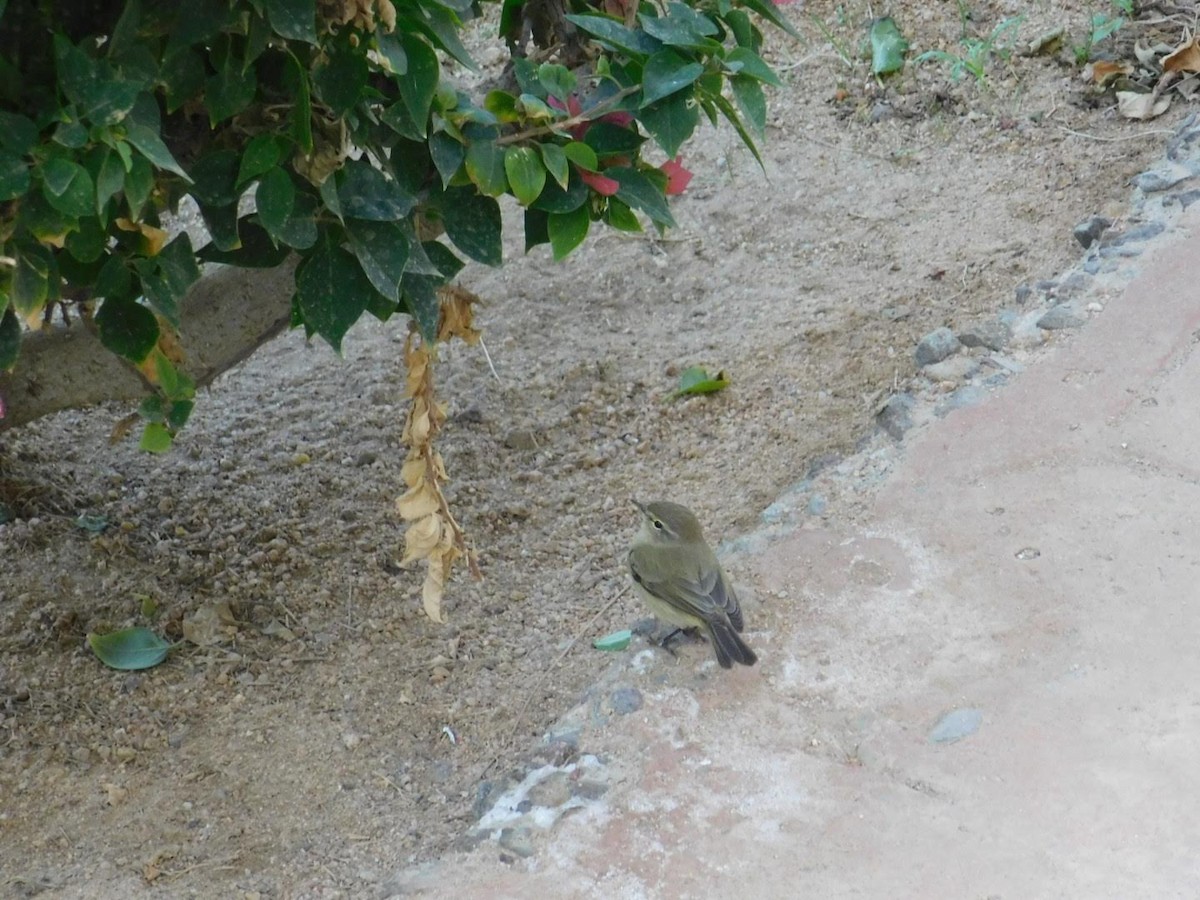 Common Chiffchaff - ML638231721
