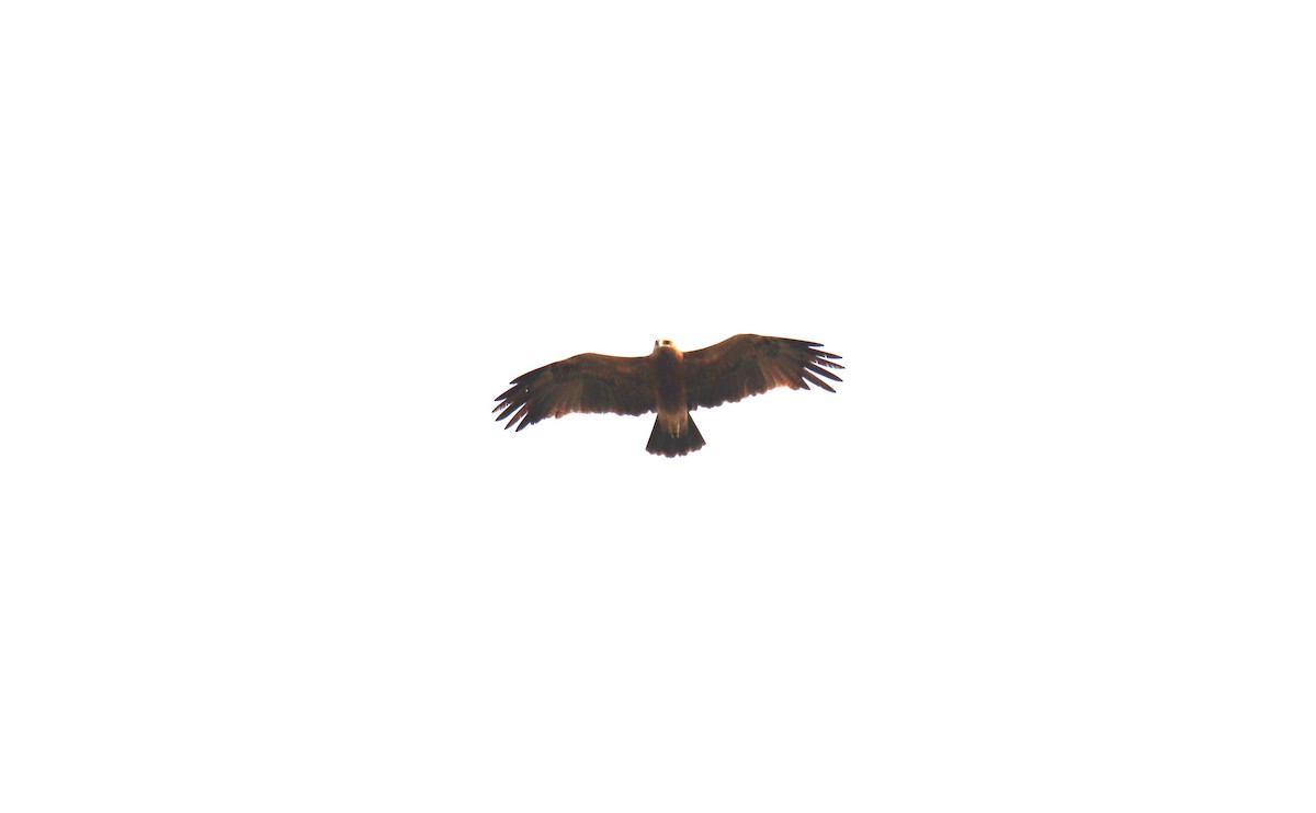 Indian Spotted Eagle - ML638231722
