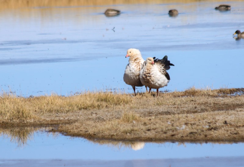 Andean Goose - ML638231735