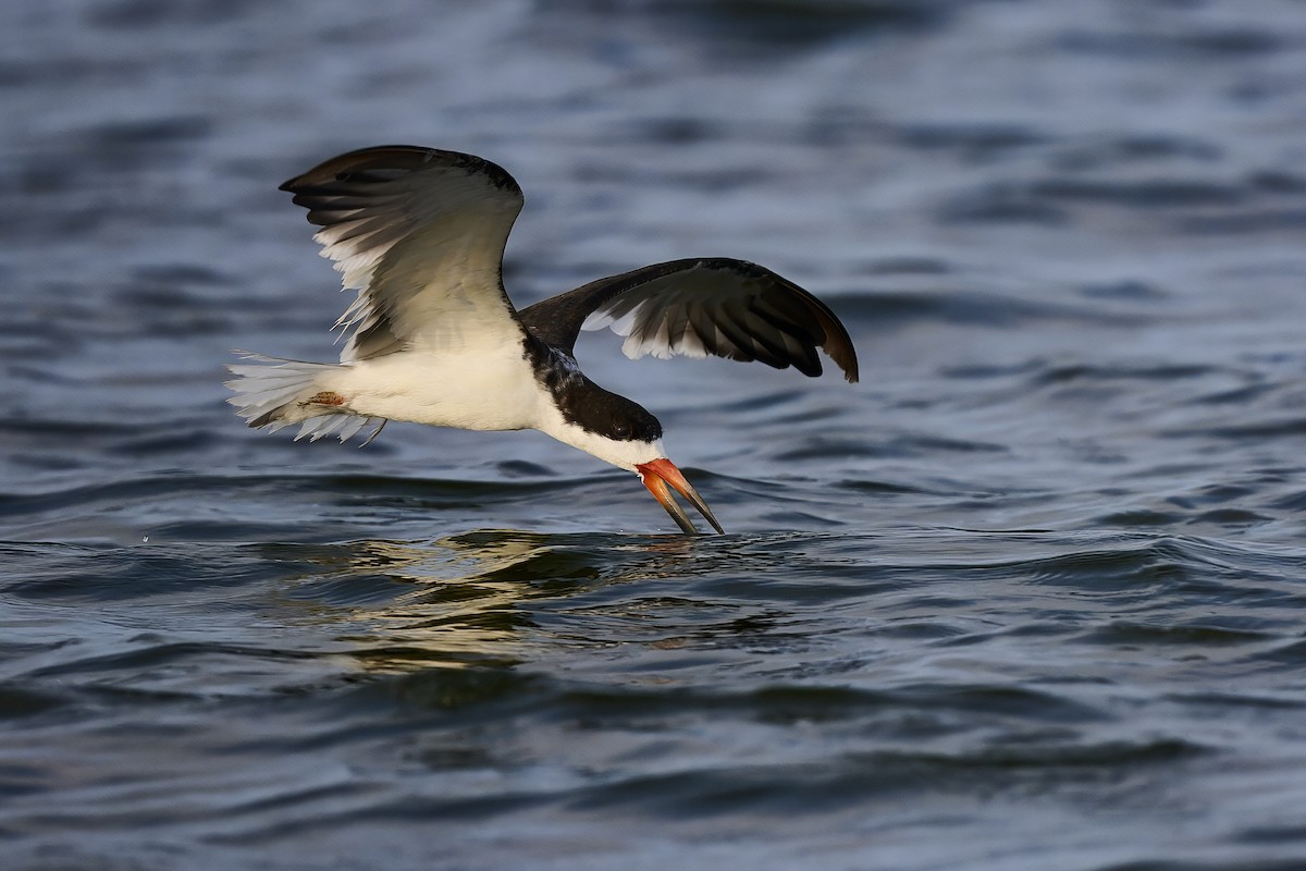 Black Skimmer - ML638231736