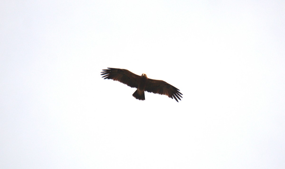 Indian Spotted Eagle - ML638231742