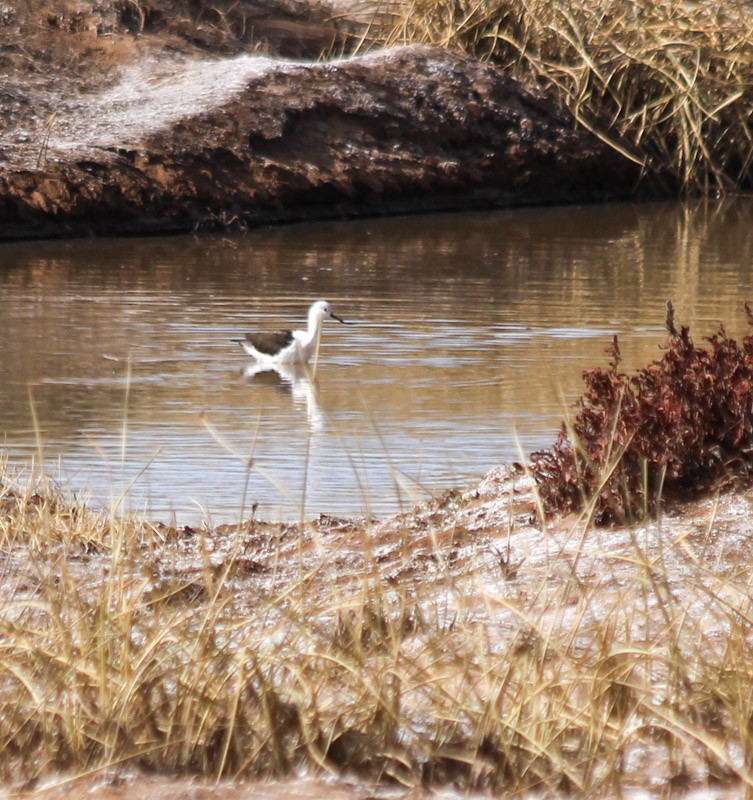 Andean Avocet - ML638231761