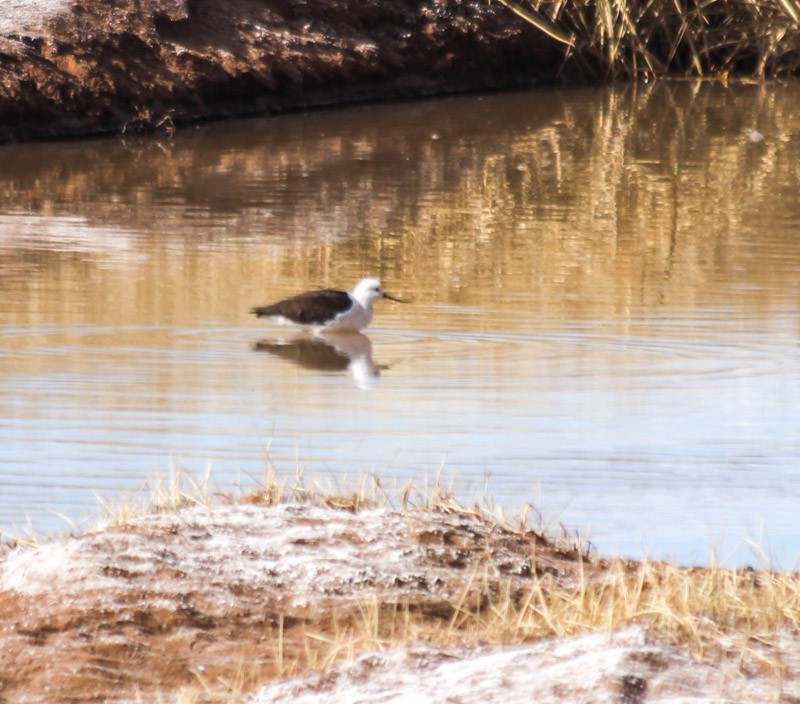 Andean Avocet - ML638231763