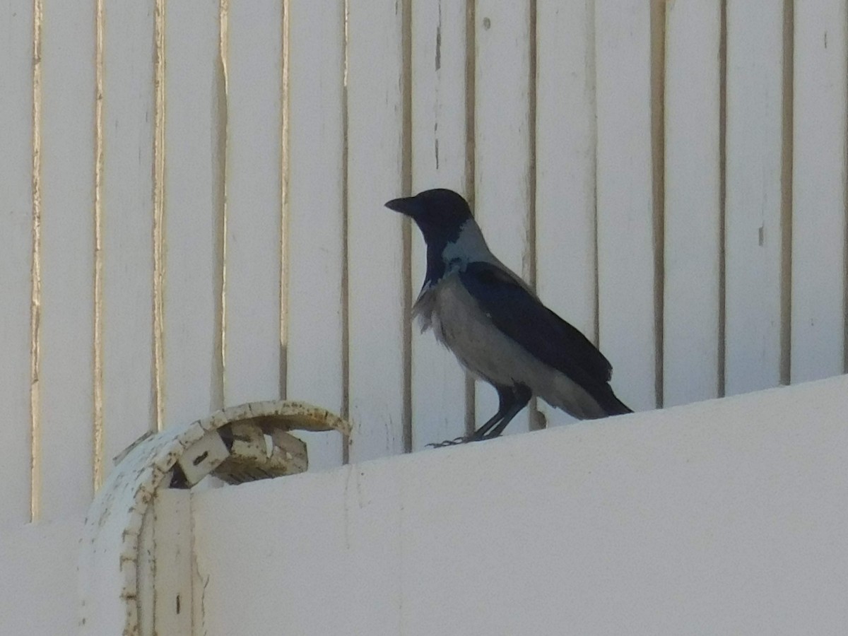 Hooded Crow - ML638231765