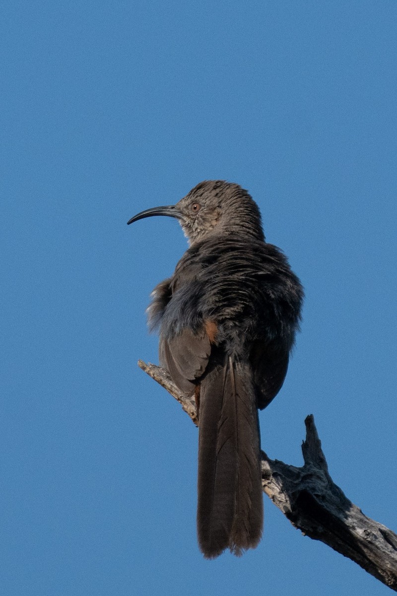 Crissal Thrasher - ML638231767