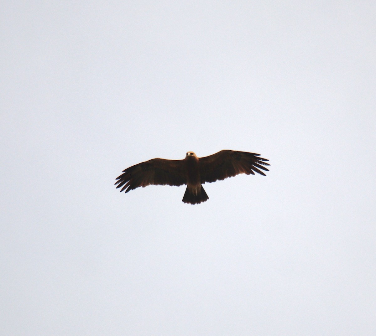 Indian Spotted Eagle - ML638231774