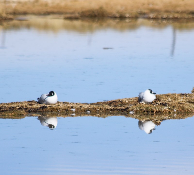 Andean Gull - ML638231777